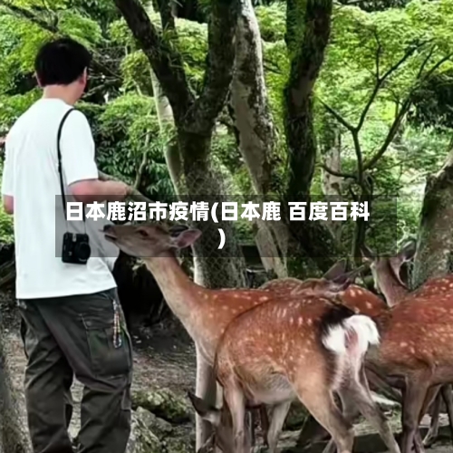 日本鹿沼市疫情(日本鹿 百度百科)-第2张图片
