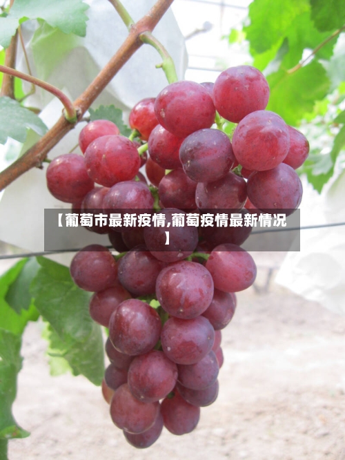 【葡萄市最新疫情,葡萄疫情最新情况】-第1张图片