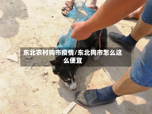 东北农村狗市疫情/东北狗市怎么这么便宜-第2张图片