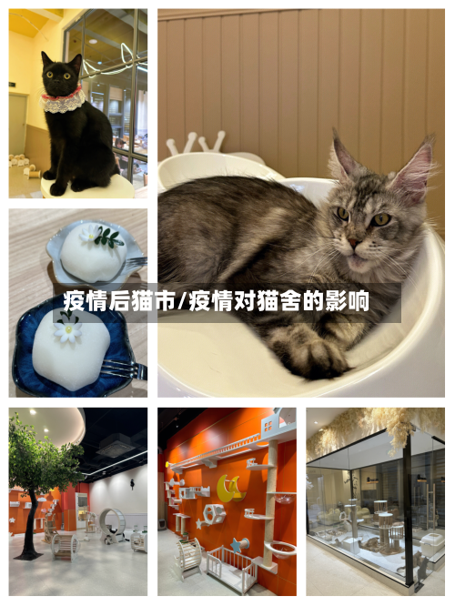 疫情后猫市/疫情对猫舍的影响-第2张图片