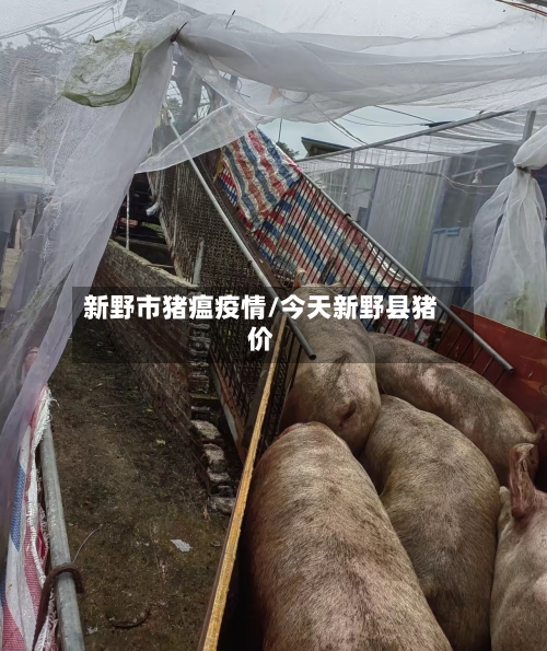 新野市猪瘟疫情/今天新野县猪价-第1张图片