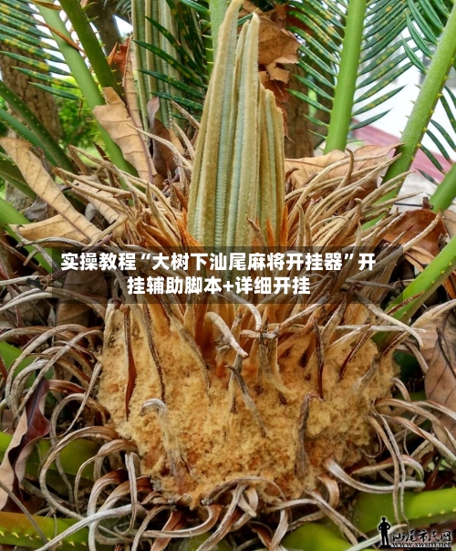 实操教程“大树下汕尾麻将开挂器	”开挂辅助脚本+详细开挂-第3张图片