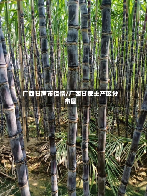 广西甘蔗市疫情/广西甘蔗主产区分布图-第1张图片